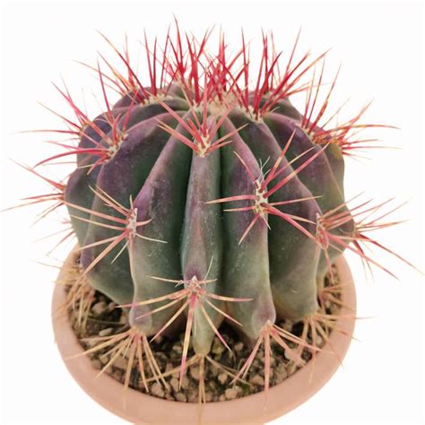 Ferocactus Stainesii 20 Cm Cactaceae Giromagi Vendita Piante Grasse