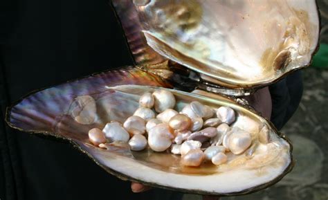 Freshwater Pearls Pearl Education Pearl Guide