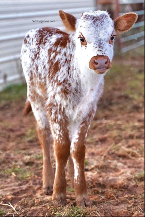 Cute Texas Longhorn Calf Cute Baby Cow Baby Cows Baby Farm Animals