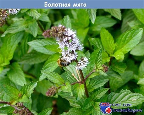 Отравление маслом болотной мяты (Mentha pulegium)