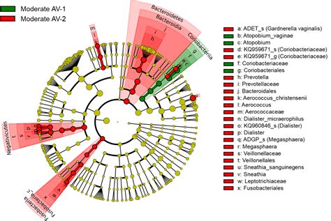 Frontiers Composition Of Vaginal Microbiota In Pregnant Women With