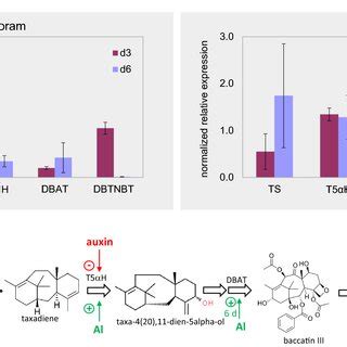 Expression of taxol biosynthesis transcripts. A Normalized relative ...