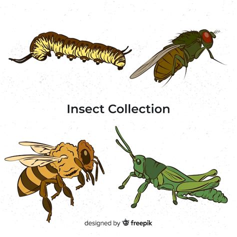 Colecci N De Insectos Coloridos Dibujados A Mano Vector Premium