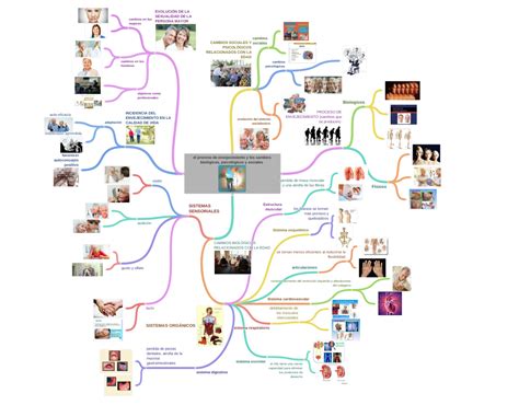 El Proceso De Envejecimiento Y Los Cambios Biológicos Psicológicos Y