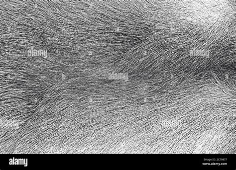 Distressed Overlay Texture Of Natural Fur Grunge Vector Background