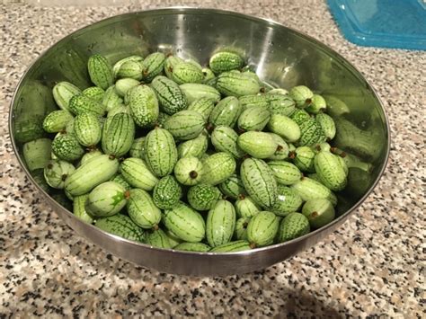 Cucamelon Mouse Melon Local Seeds
