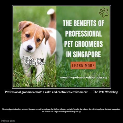 Professional Groomers Create A Calm And Controlled Environment The