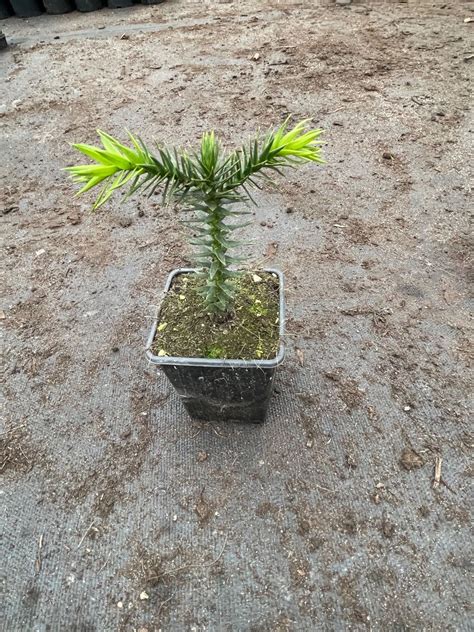 Araucaria Araucana Plant Wholesale Floraccess