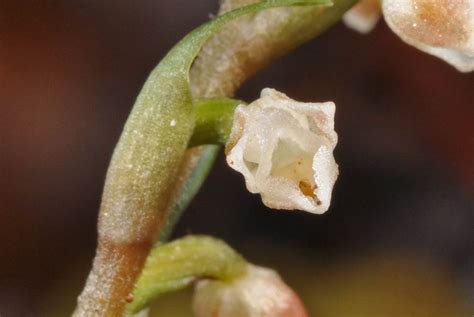 Goodyera Clausa Orchidaceae Image 45975 At PhytoImages Siu Edu