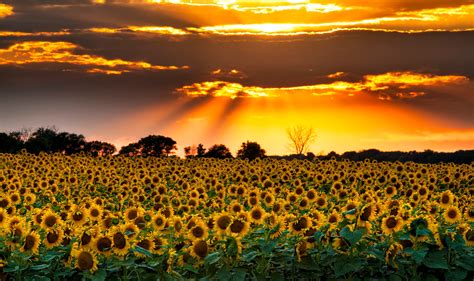 North Dakota Sunflowers and Sunset Photography Print - Etsy