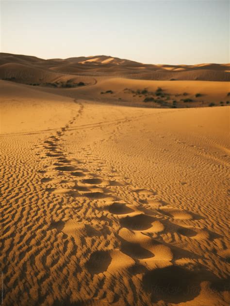 Camel Marks Leading Into Desert By Stocksy Contributor Martin Matej