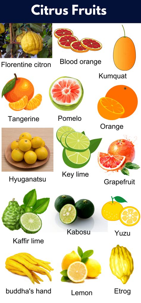 List Of All Citrus Fruits Citrus Fruits Name With Pictures Grammarvocab