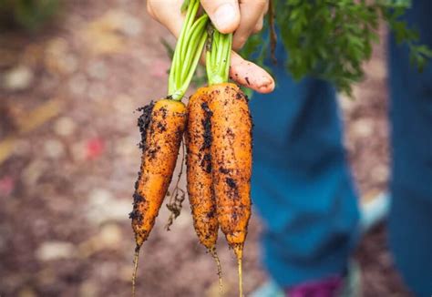 Meilleures Astuces Pour Conserver Vos Carottes Du Jardin Cet Hiver