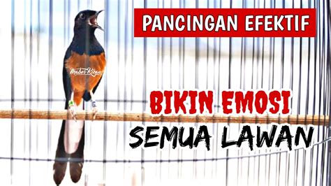 Pancingan Murai Batu Efektif Naikkan Emosi Dan Birahisekali Putar