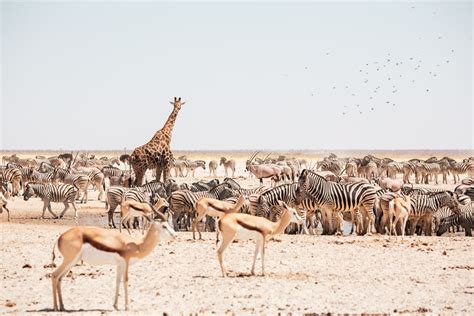 Complete Guide To Self Drive Etosha National Park Anywhere We Roam