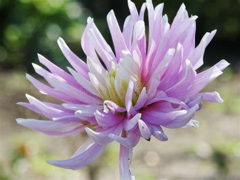 Background With A Single Of Aster Stock Image Image Of Gardening