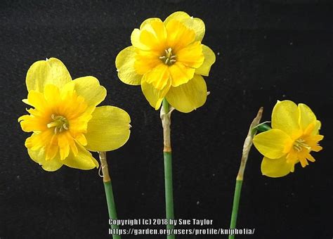 Split Cupped Collar Daffodil Narcissus Itsy Bitsy Splitsy In The