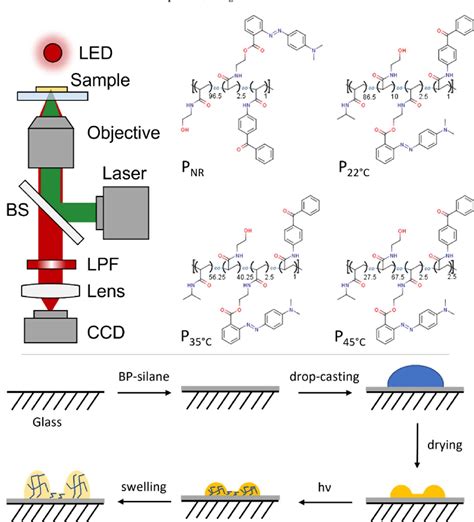 Figure 1 From Photomotion Of Hydrogels With Covalently Attached Azo Dye