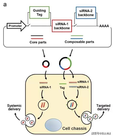 核酸药物最新递送系统论文发布，开启rnai治疗新时代sirna