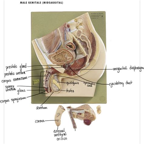 Male Genitals Midsagital Flashcards Quizlet
