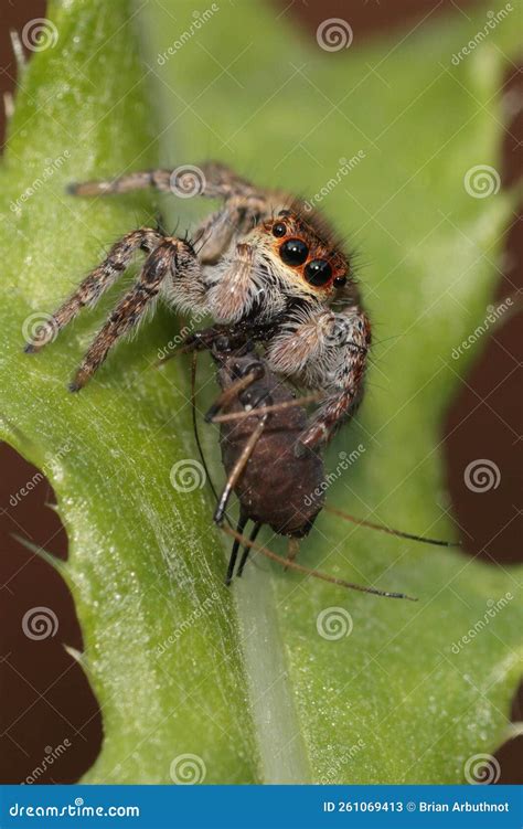 Jumping spider with prey. stock image. Image of wild - 261069413