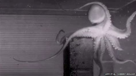 Ghost Like Octopod Nicknamed Casper By Scientists Bbc News