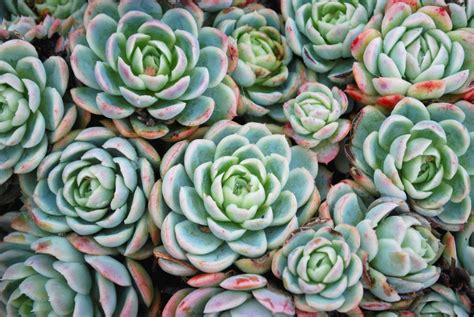 plants  considered succulents wwwinf inetcom