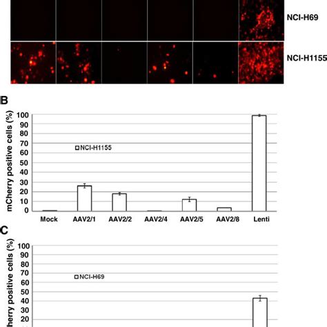 The Transduction Efficiency Of Lentivirus In Eleven Human Lung Cancer