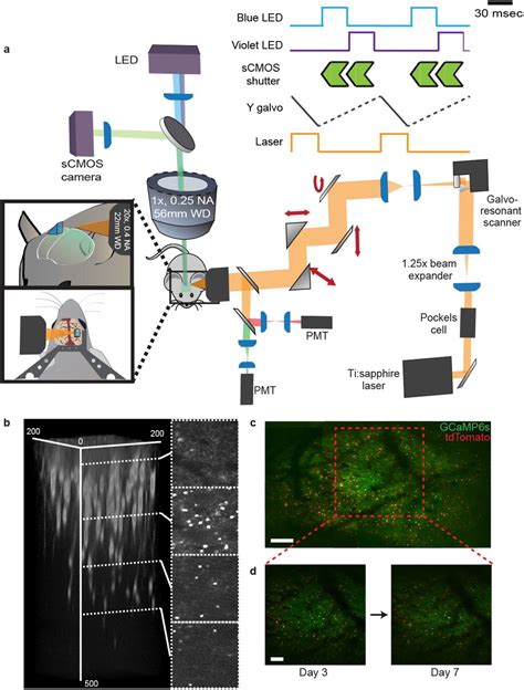 Simultaneous Mesoscopic And Two Photon Imaging Of Neuronal Activity In