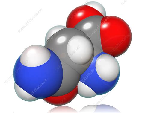 Asparagine - Stock Image - F031/5812 - Science Photo Library