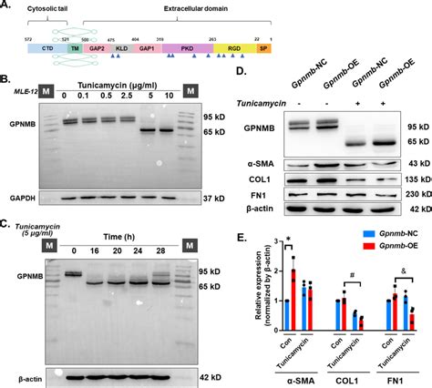 Glycosylation Level AffectsGpnmb Function A Structural Domain Of