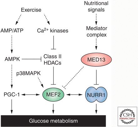 Control Of Muscle Metabolism By The Mediator Complex