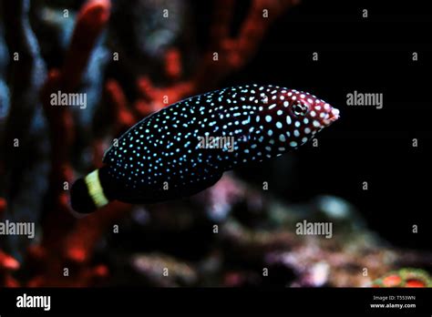 White Spotted Wrasse Melanurus Anampses Stock Photo Alamy