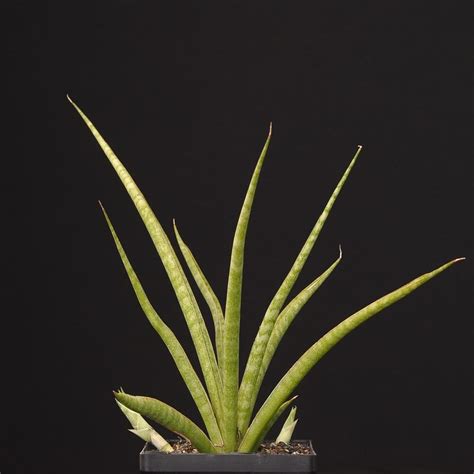 Sansevieria Hybrid India S 1 Online Garden Store Buy Cactus