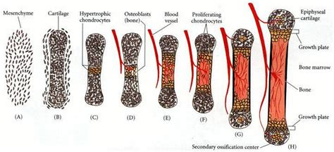 Ossification Development Of Human Skeletal System