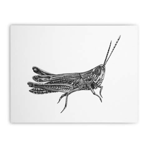 Grasshopper Stretched Canvas Lorendowding S Artist Shop