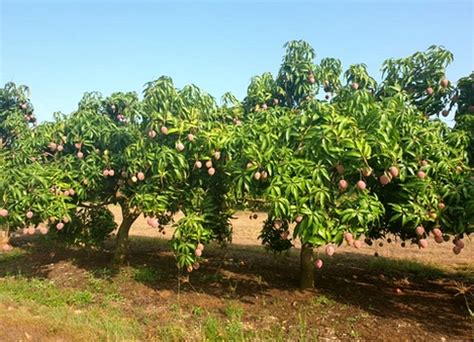 Mango Volumes Still High As Harvesting Begins In Late Season Regions