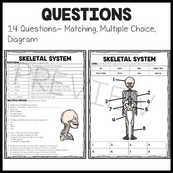 The Skeletal System Overview Reading Comprehension Worksheet Tpt