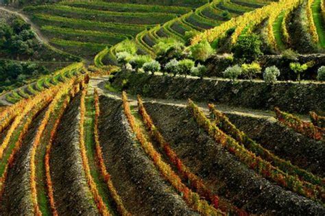 Portuguese Wine Regions - HubPages