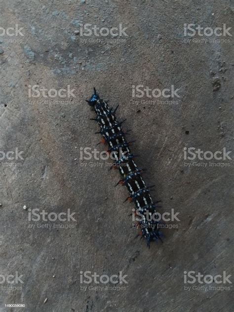 A Caterpillar With Black Hairs Stock Photo - Download Image Now ...