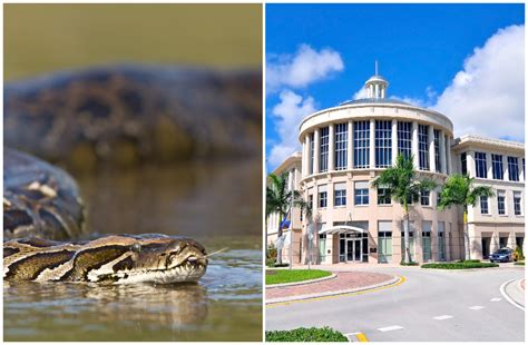 There's a Huge Burmese Python Roaming Around a Florida City - Newsweek