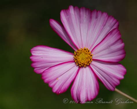 Photo Challenge Southwest Desert Gardeningsouthwest Desert Gardening