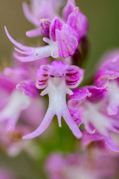 Premium Photo Orchis Italica Del Mediterraneo Naked Man Orchid