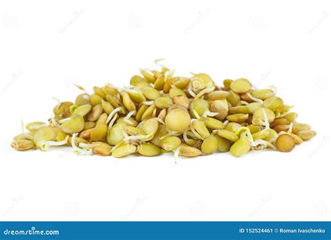 Sprouted Green Lentils Seeds Stock Image Image Of Seedling Healthy