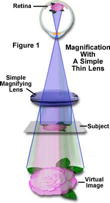 Molecular Expressions Microscopy Primer: Anatomy of the Microscope - Magnification