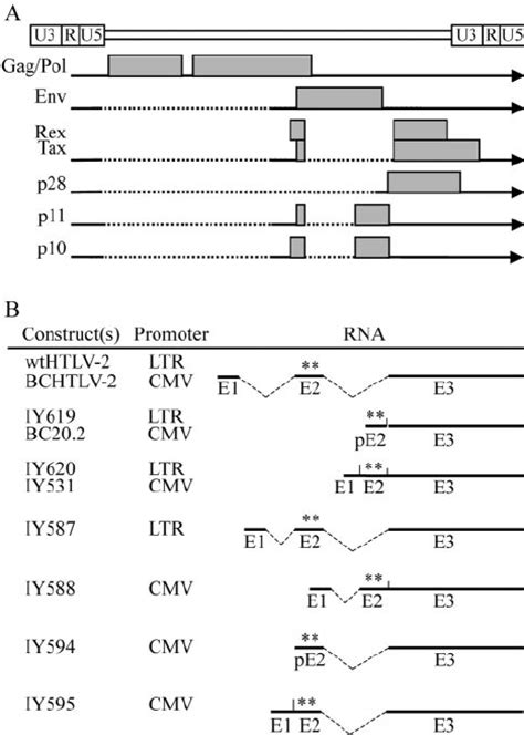 Schematic Diagrams Of The Htlv 2 Genome And The Different Mrnas