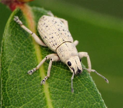 White Weevil Artipus Floridanus Bugguidenet