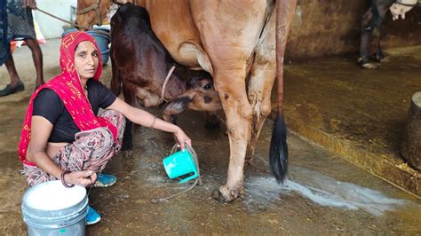 Women Cow Milking By Hand Village Life Morning Routine Cow Dairy