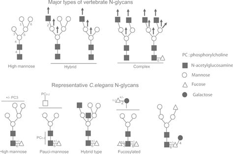 Figure 3 Comparative Overview Of The Major Types Of Vertebrate N