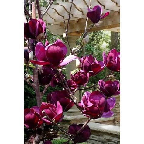 Magnolia Genie Ghiveci Litri Inaltime Cm Emag Ro